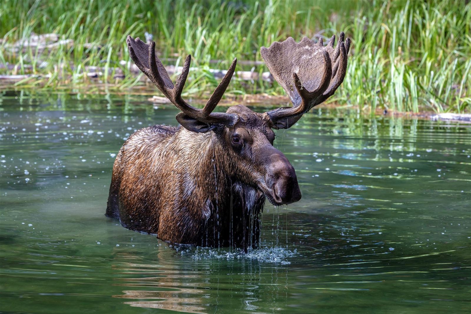 Badender Elck im Jasper Nationalpark
